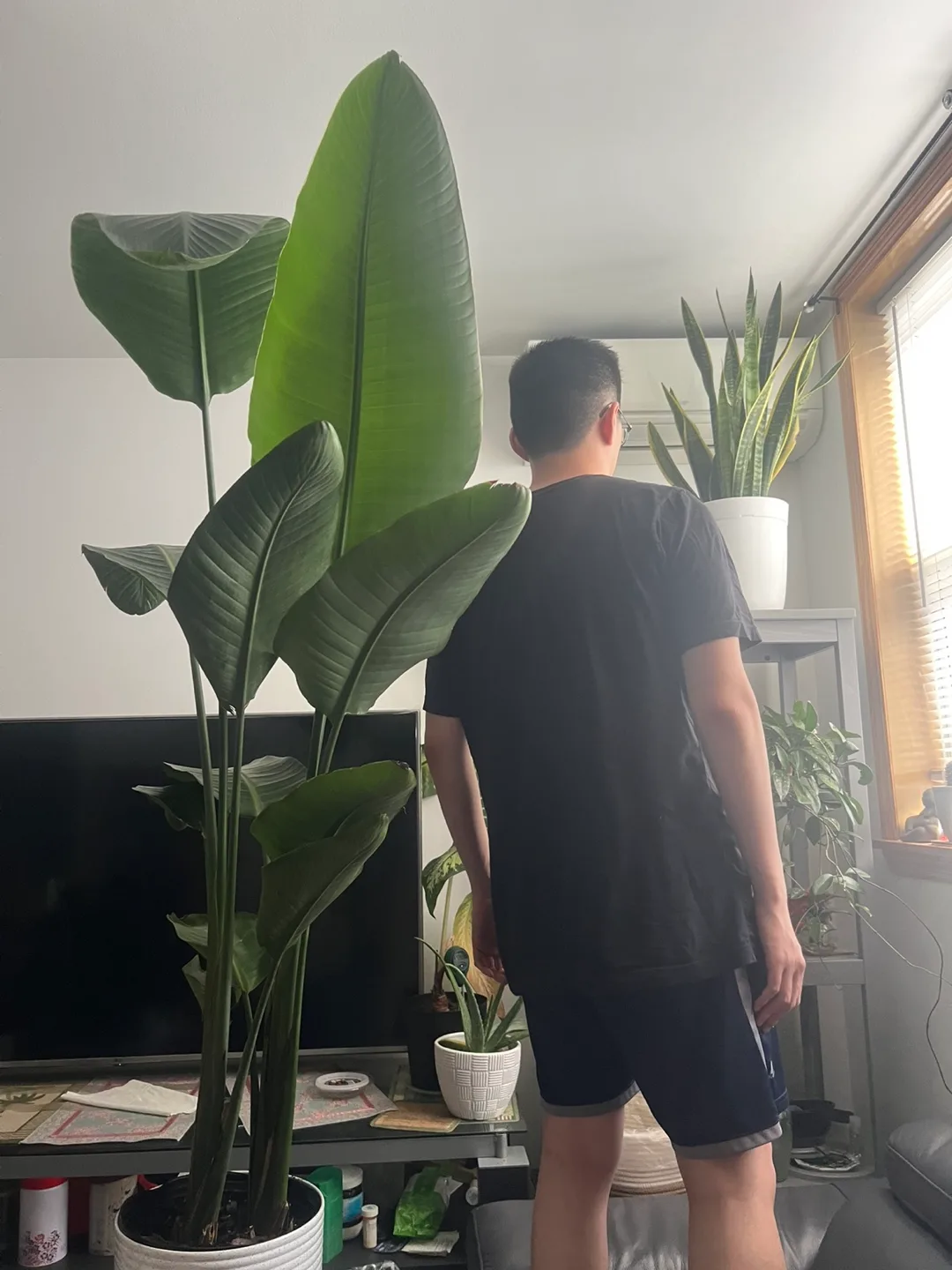 Selling beautiful large Bird of Paradise Plant thumbnail