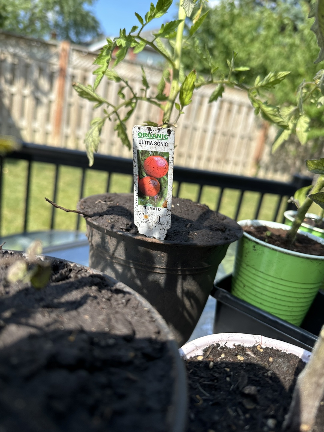 Free Tomato and Red Chili Pepper Plants - photo 5