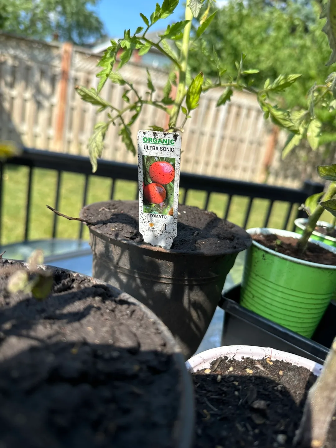 Free Tomato and Red Chili Pepper Plants image indicator(5)