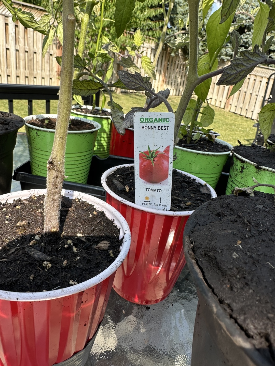 Free Tomato and Red Chili Pepper Plants - photo 4