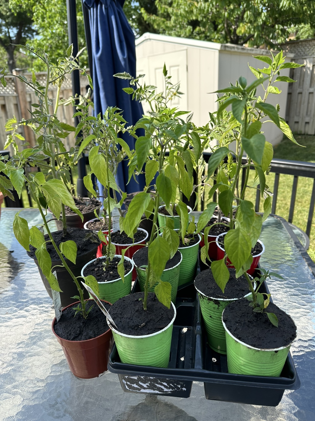 Free Tomato and Red Chili Pepper Plants
