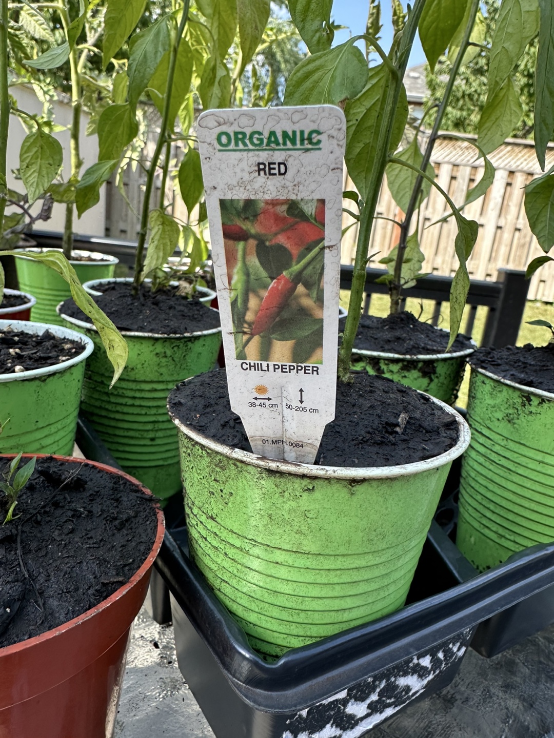 Free Tomato and Red Chili Pepper Plants - photo 3