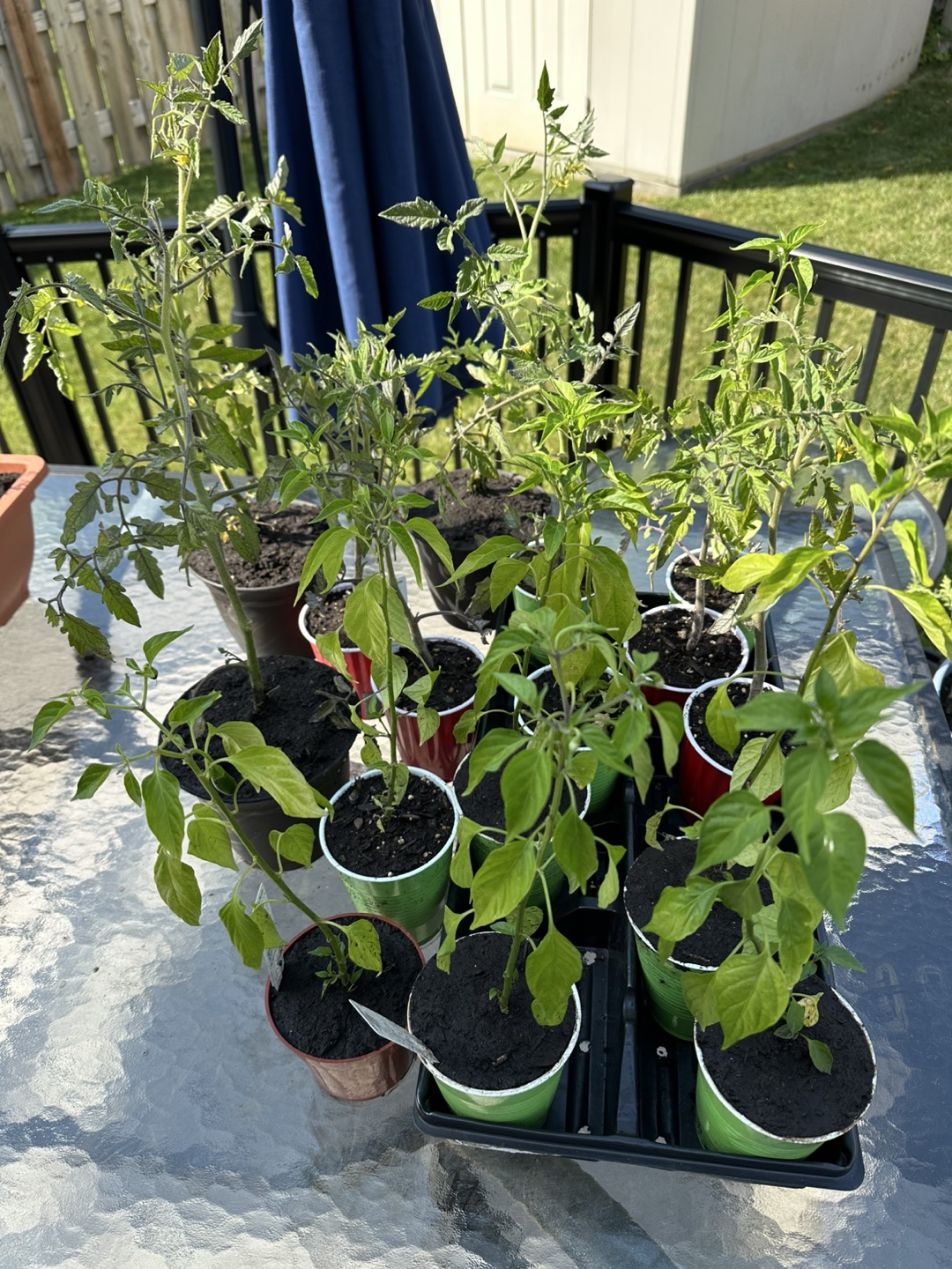 Free Tomato and Red Chili Pepper Plants - photo 2
