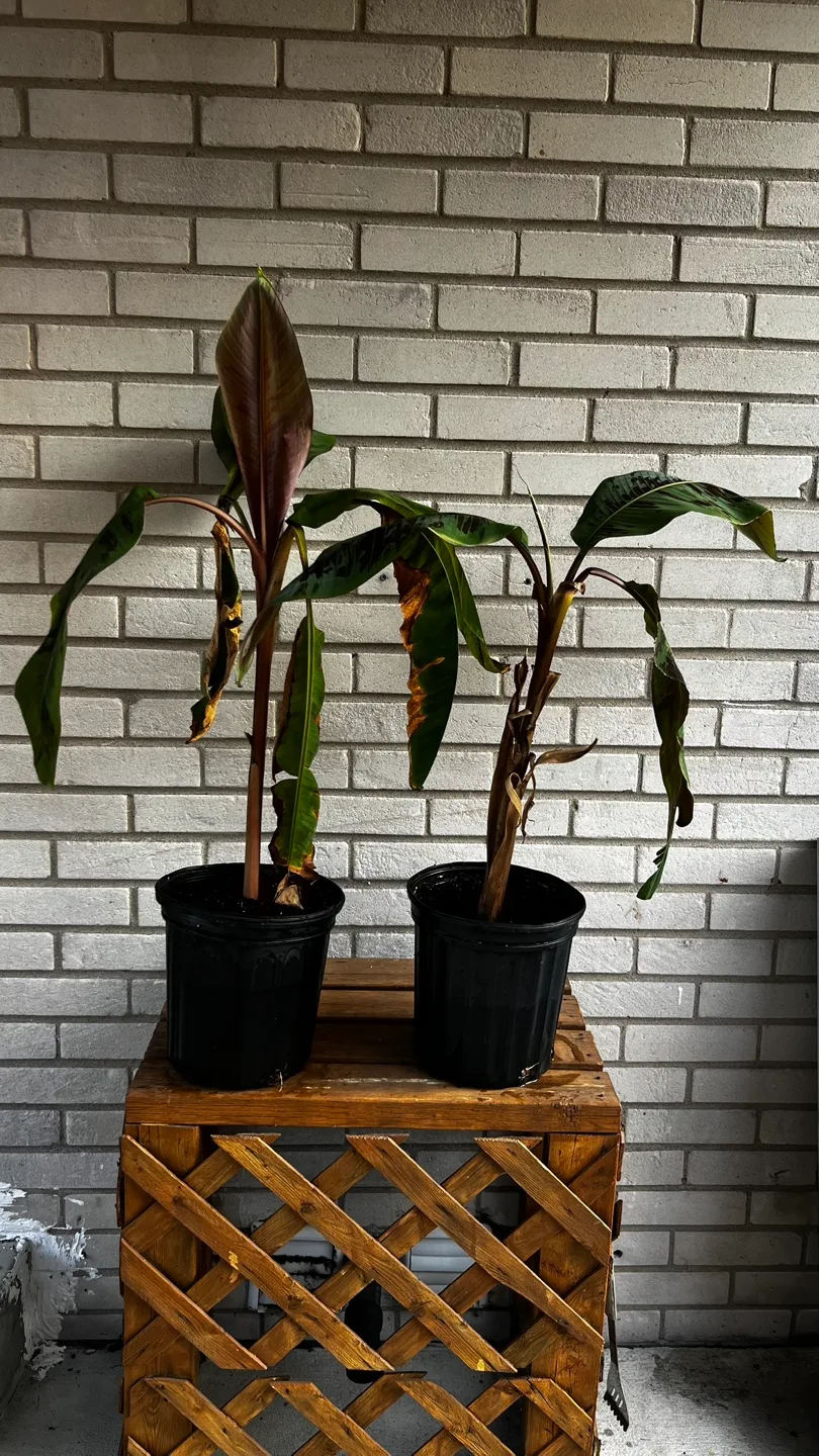 Potted Banana Plant thumbnail