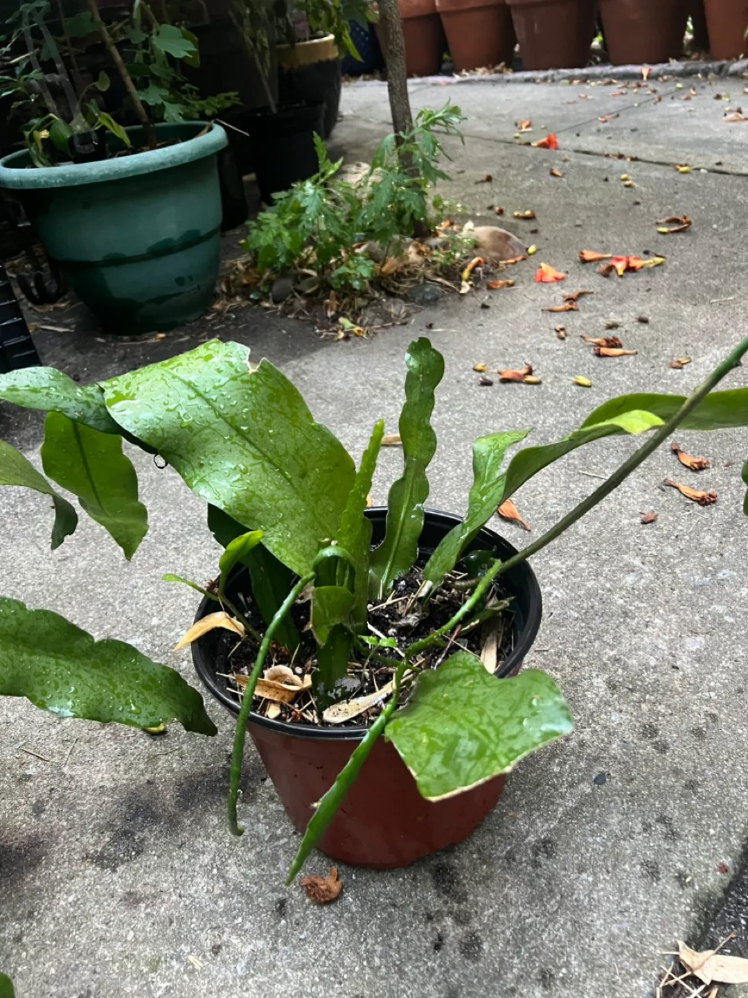 Epiphyllum thumbnail