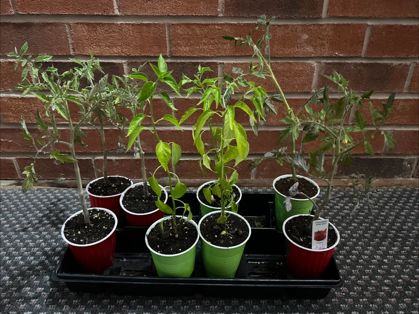 Free Organic Tomato/Red Chili Pepper Plants thumbnail