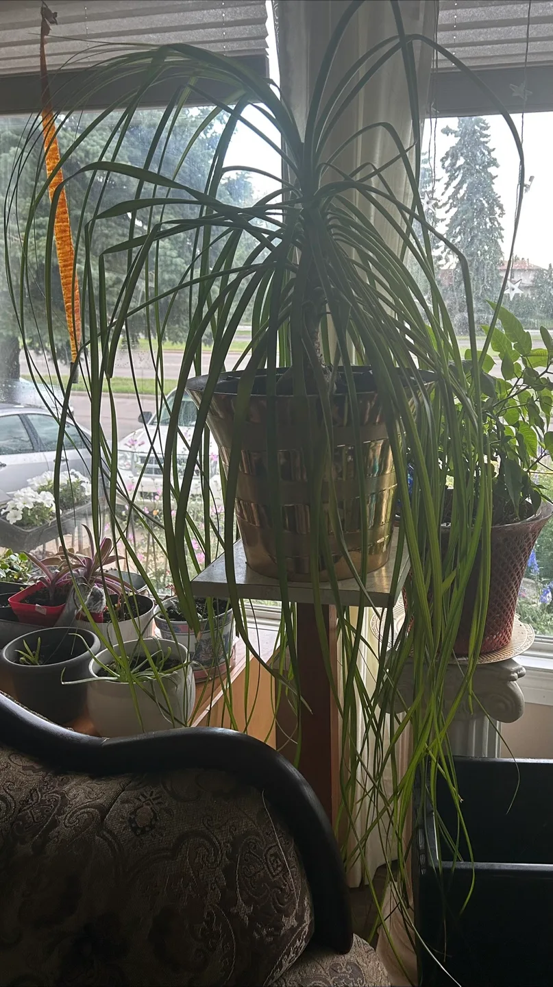 Ponytail Palm comes in black pot thumbnail