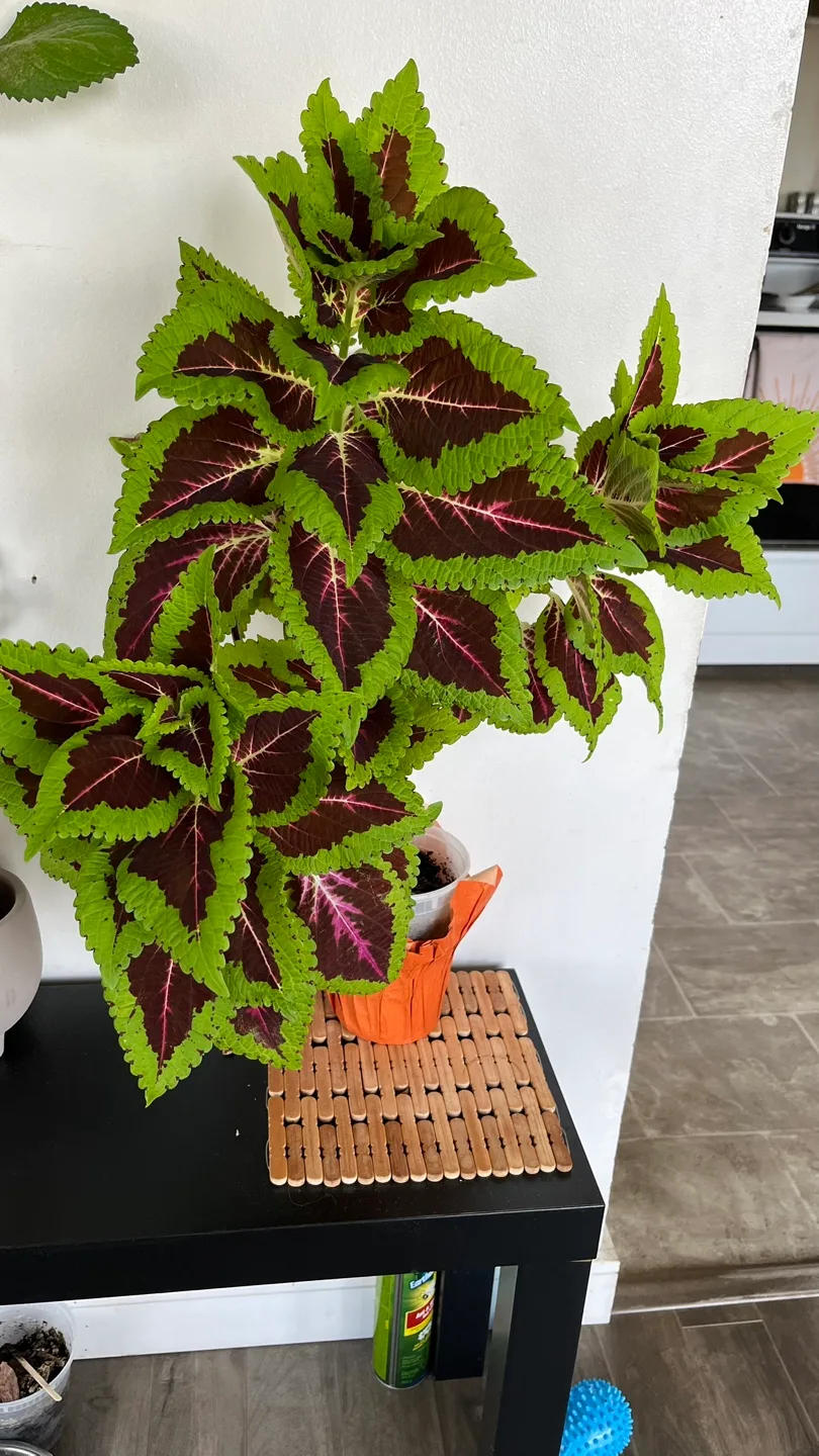 Healthy Large Coleus Plant thumbnail
