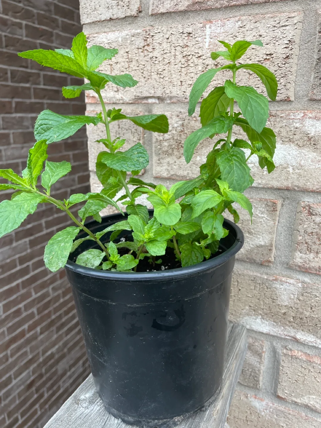 Potted fresh Mint Plant thumbnail
