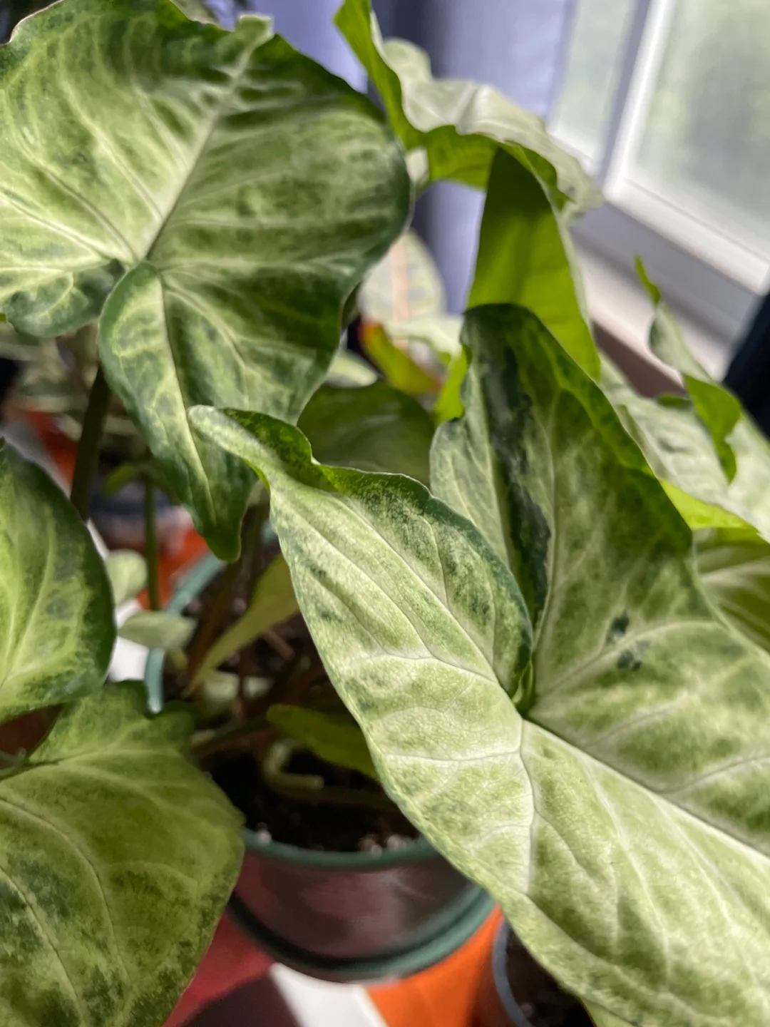Variegated Syngonium podophyllum image indicator(2)