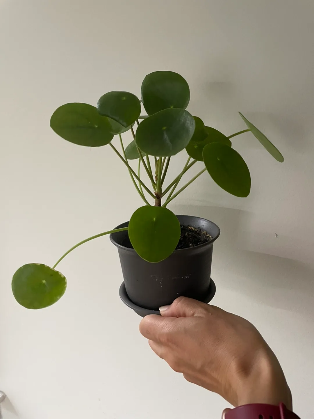 Pilea - Chinese Money Plant thumbnail