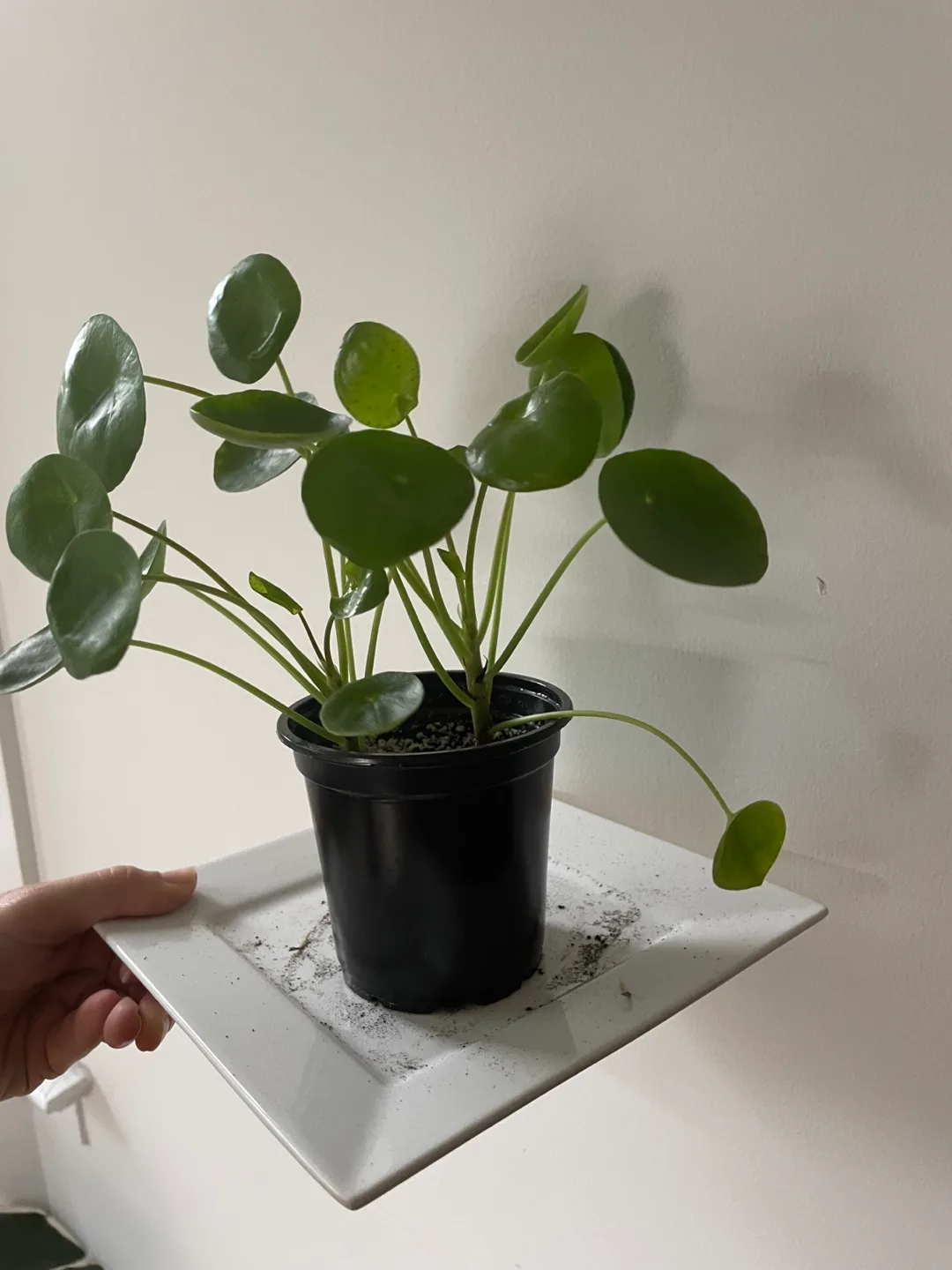 Healthy Pilea Peperomioides Plant thumbnail