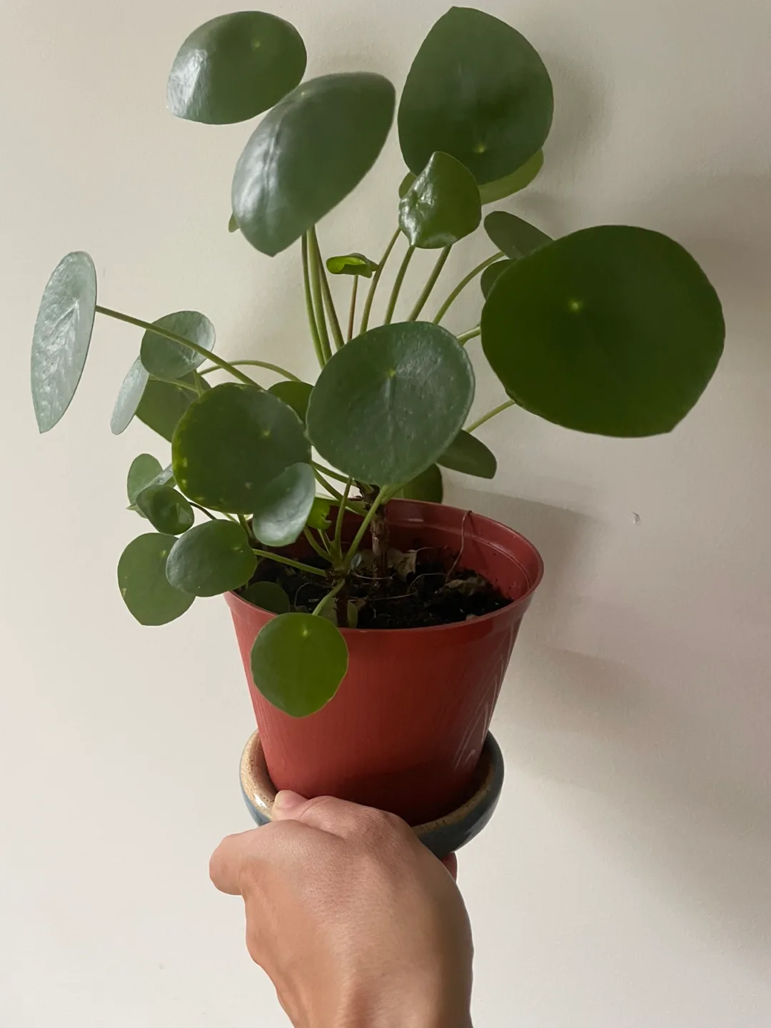 Healthy Chinese Money Plant / Pilea thumbnail