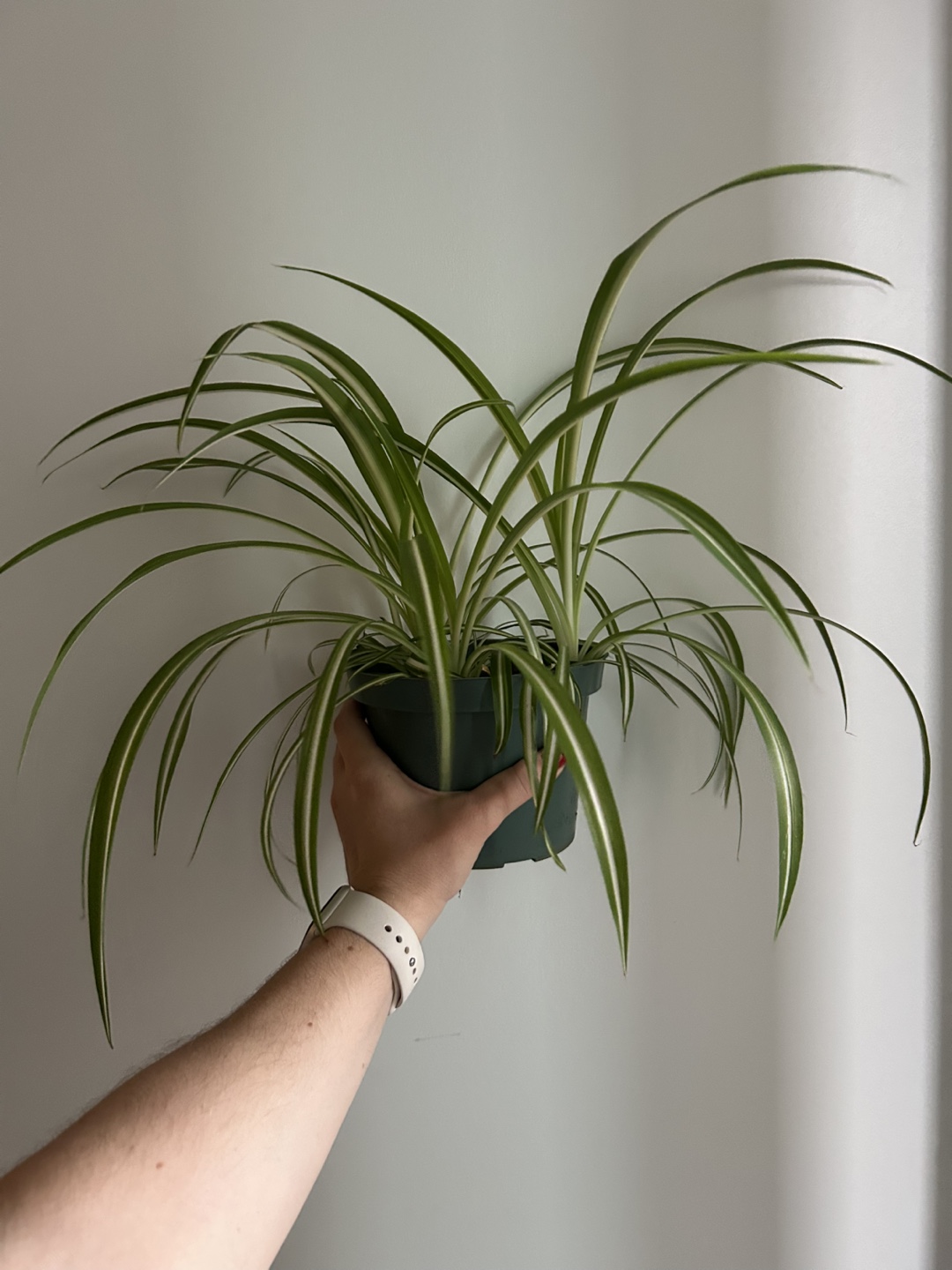 Variegated spider plant