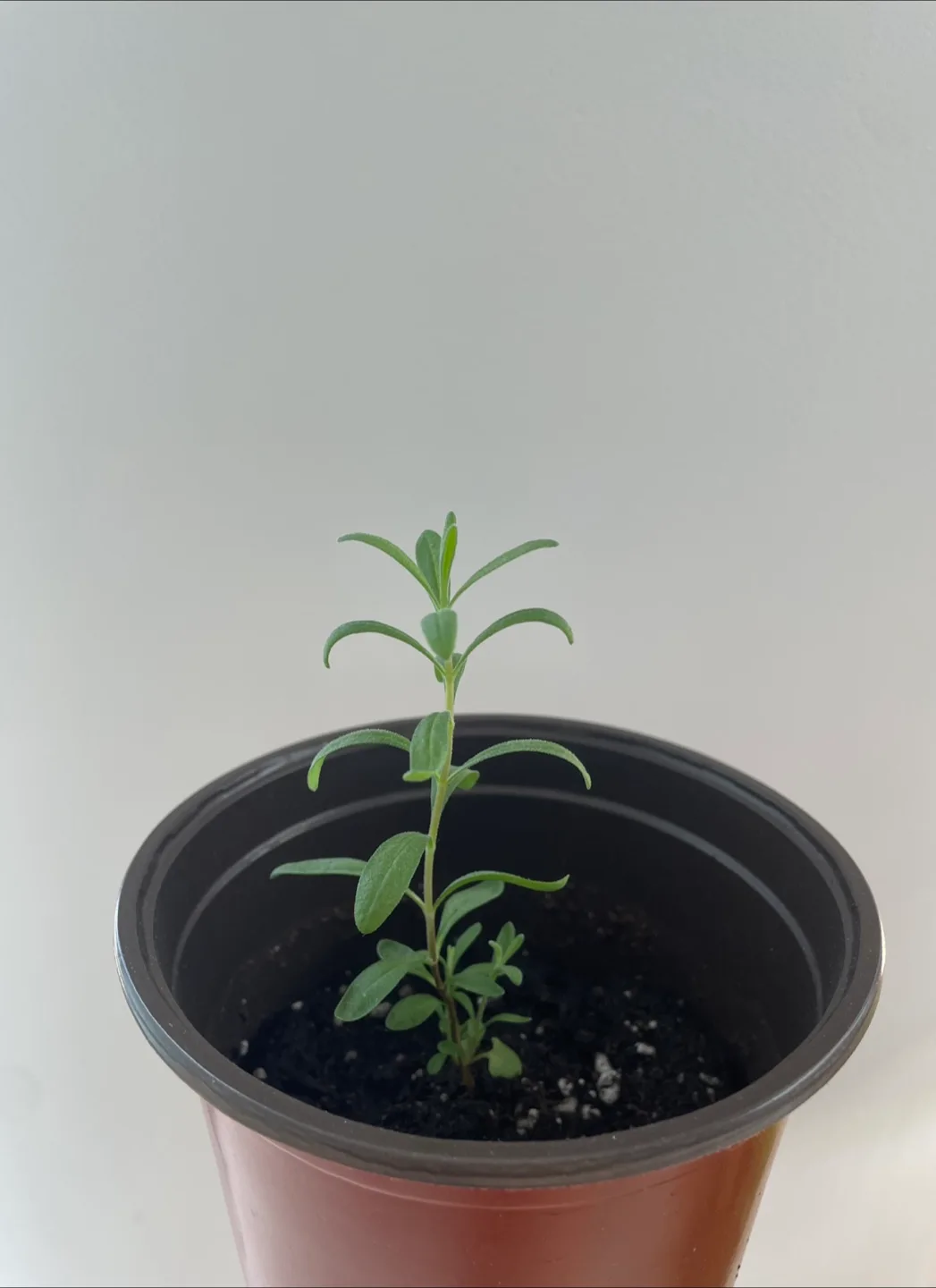 Lavender Seedling with new growth! thumbnail
