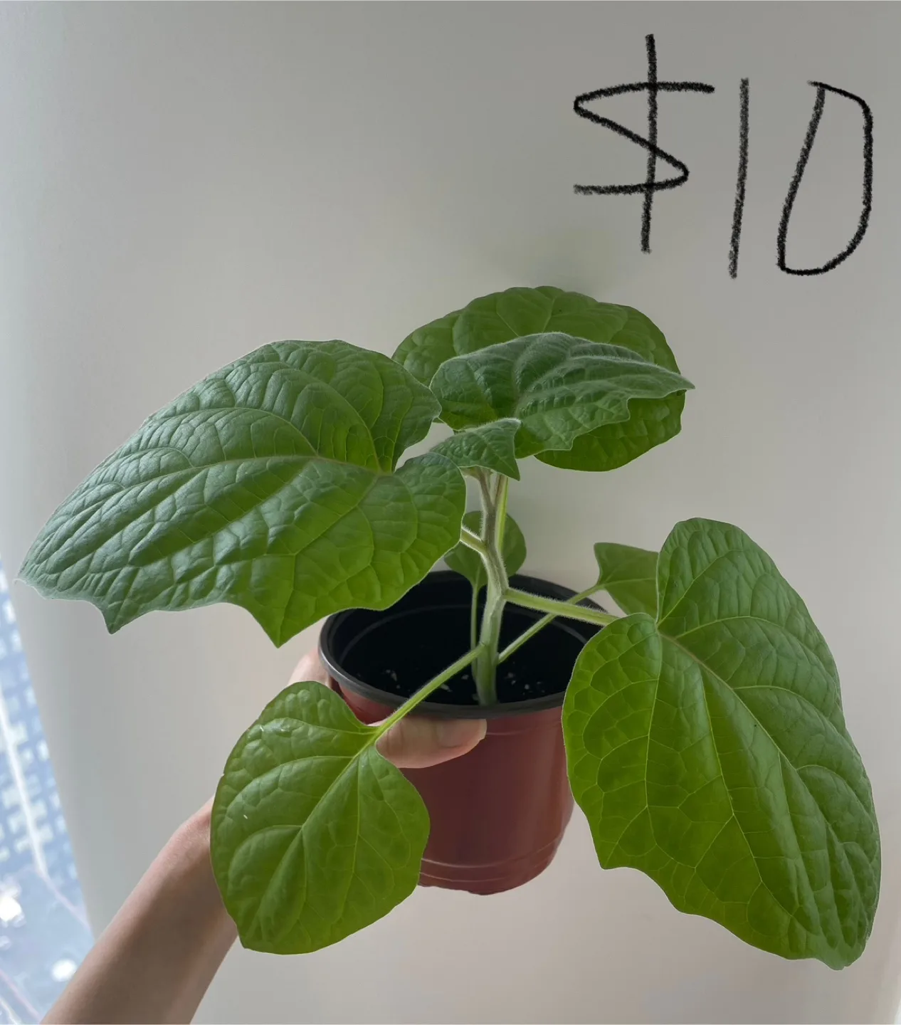 Golden berry ready for new home! $8-$10 thumbnail