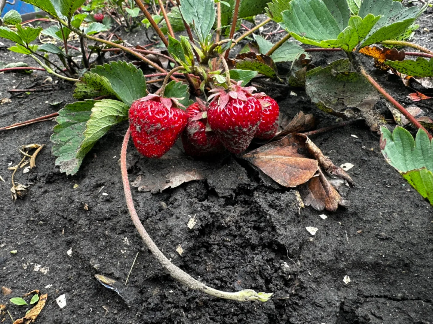 Strawberries plants for sale thumbnail