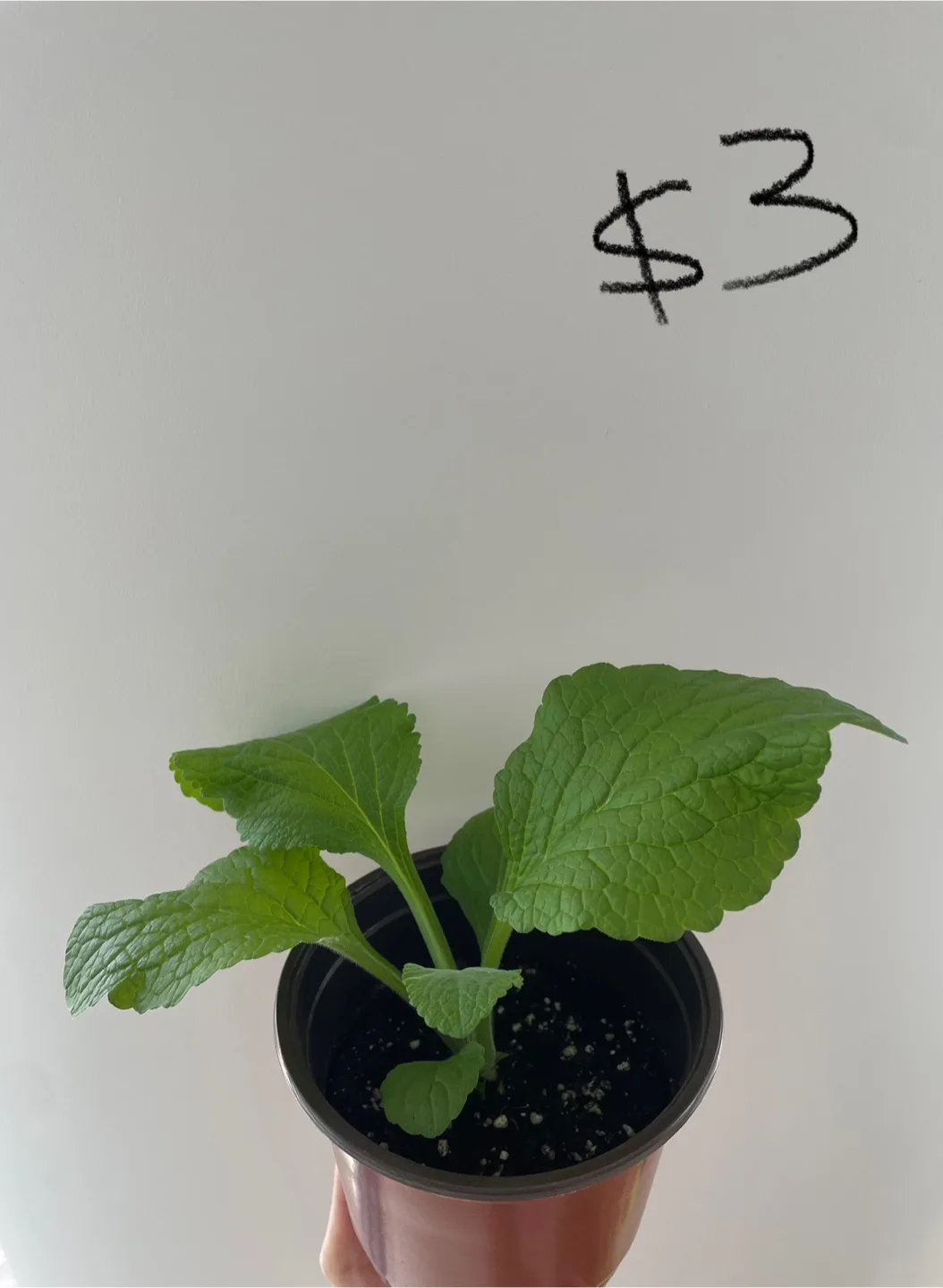 Foxglove seedlings - discounts for buying more thumbnail