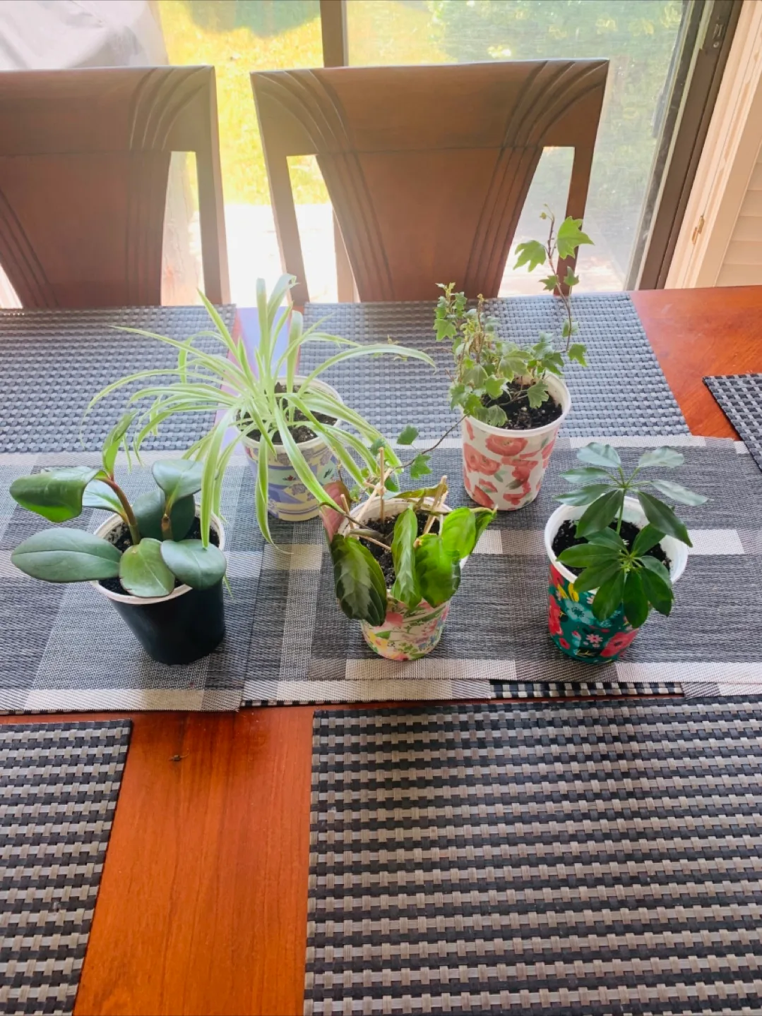 PLANT SALE: Peperomia, Prayer, Ivy, Spider, Umbrella Plant thumbnail