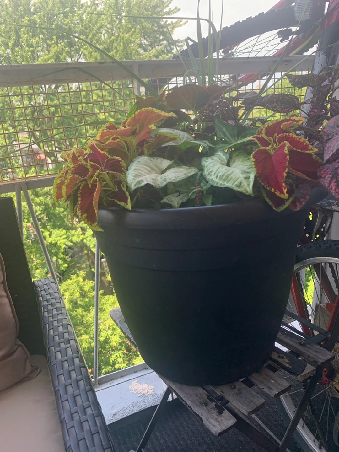 Healthy Plants thumbnail