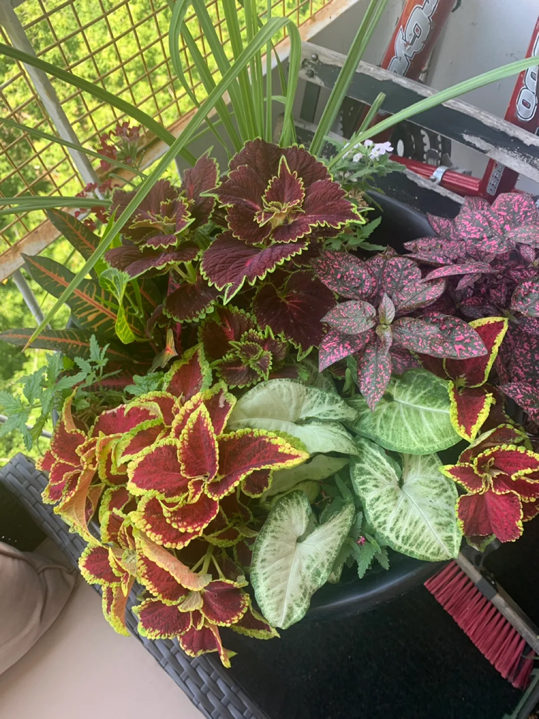 Healthy Plants image indicator(2)