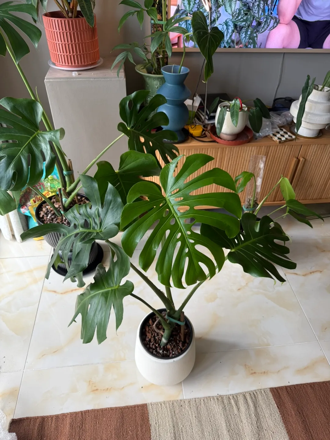 large 3FT Monstera Deliciosa Whole Plant thumbnail