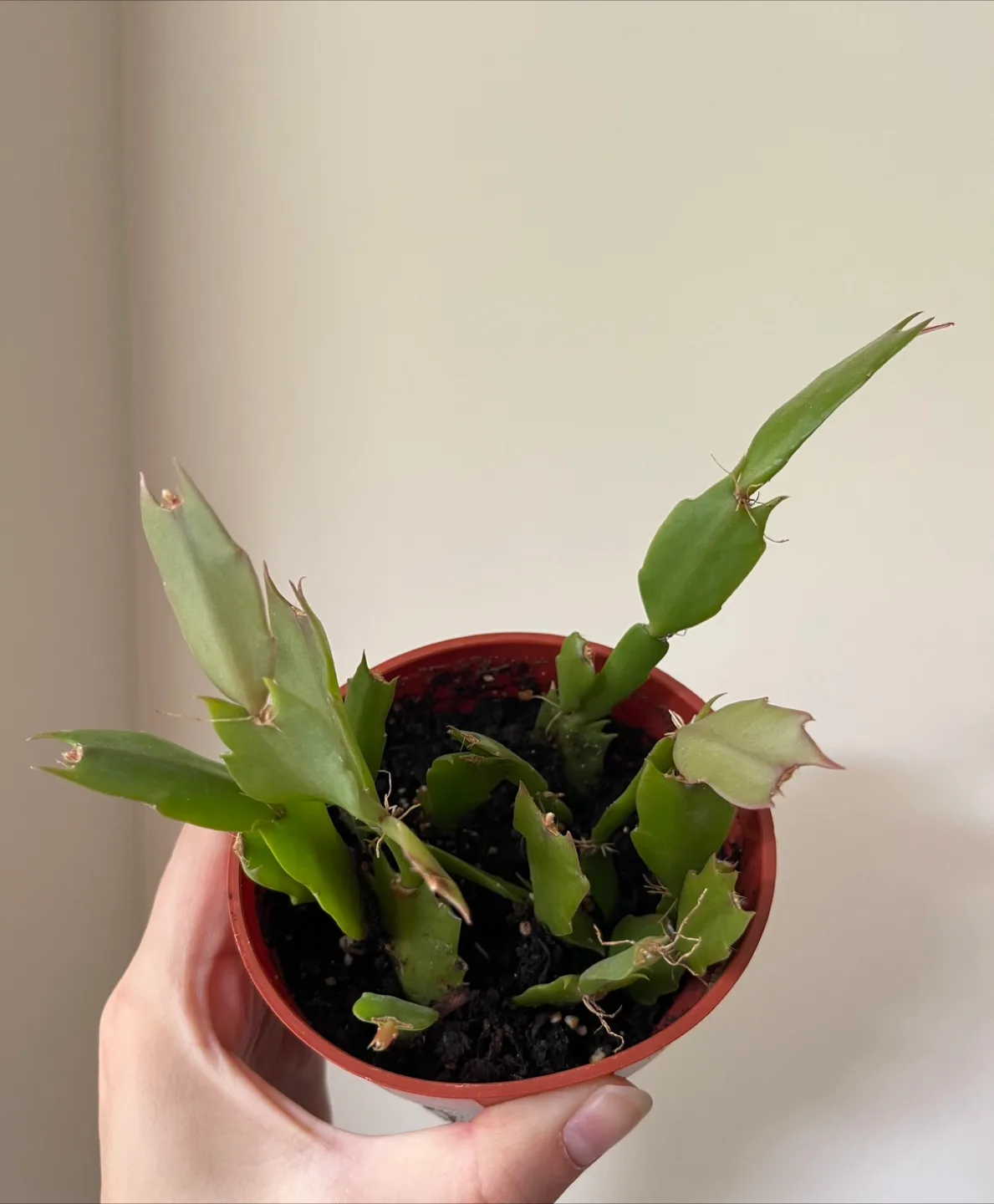 Christmas Cactus in 4” pot thumbnail