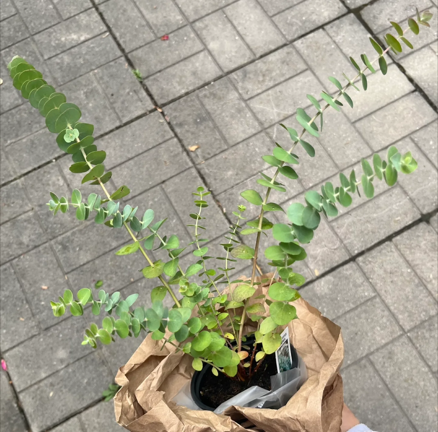 Eucalyptus Plant in 4” pot thumbnail