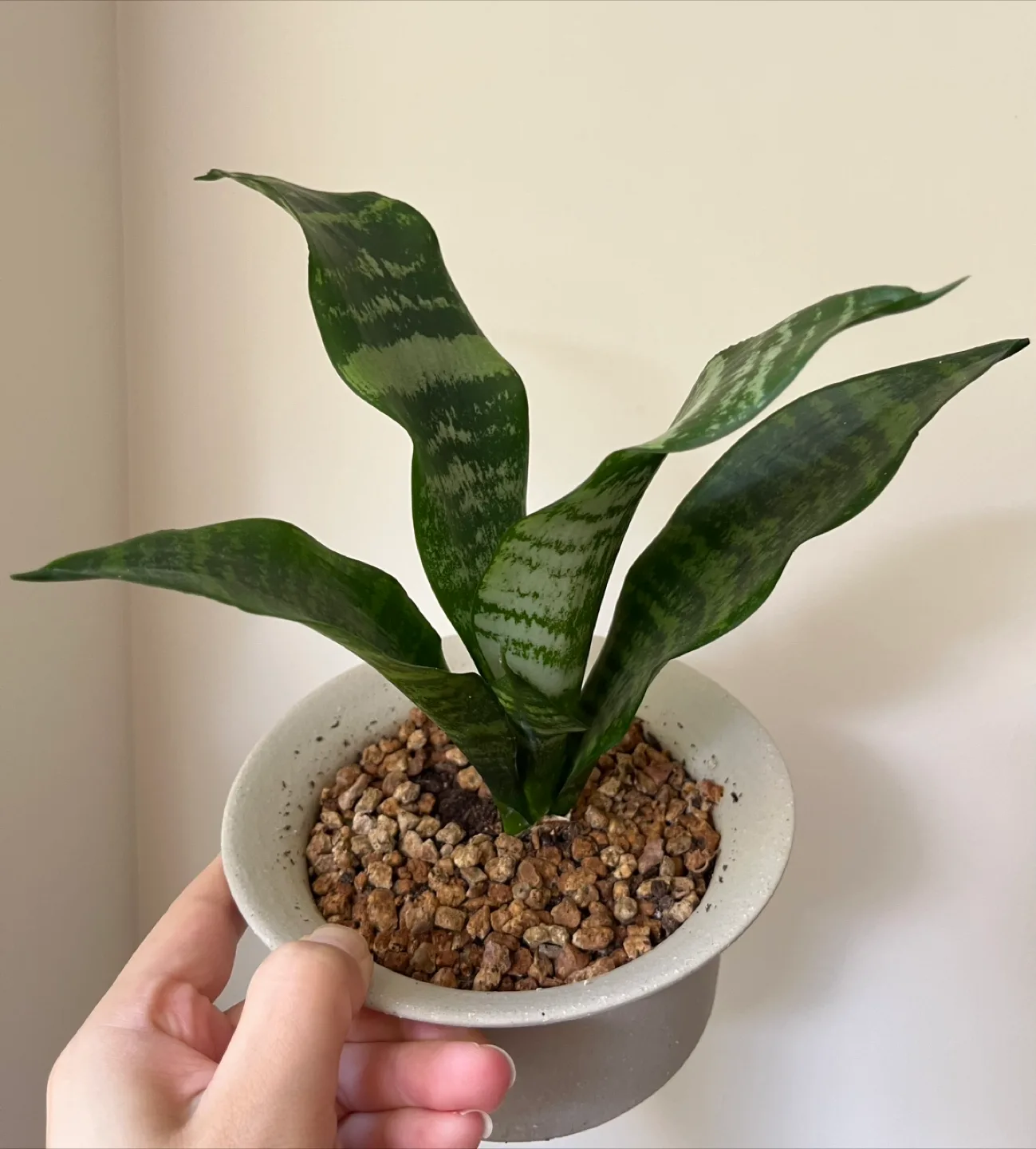 Snake Plant in white Pot thumbnail