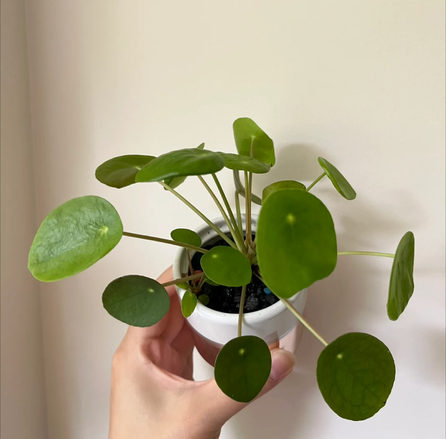 Pilea peperomioides Plant thumbnail