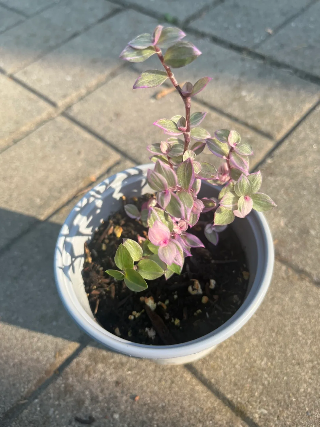 Pink lady Plant in 4” Pot thumbnail