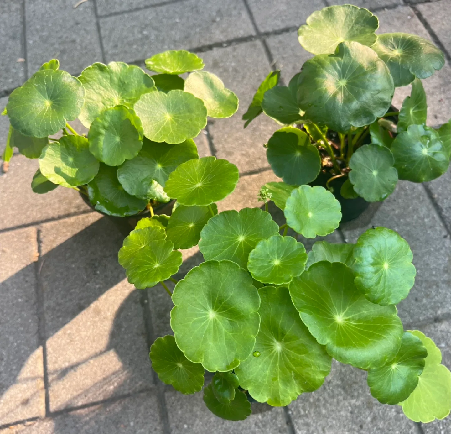 Marsh Pennywort/Chinese money plant $5 each thumbnail