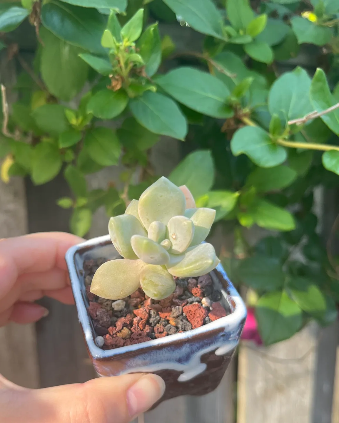 Cute Succulent in Ceramic Pot thumbnail