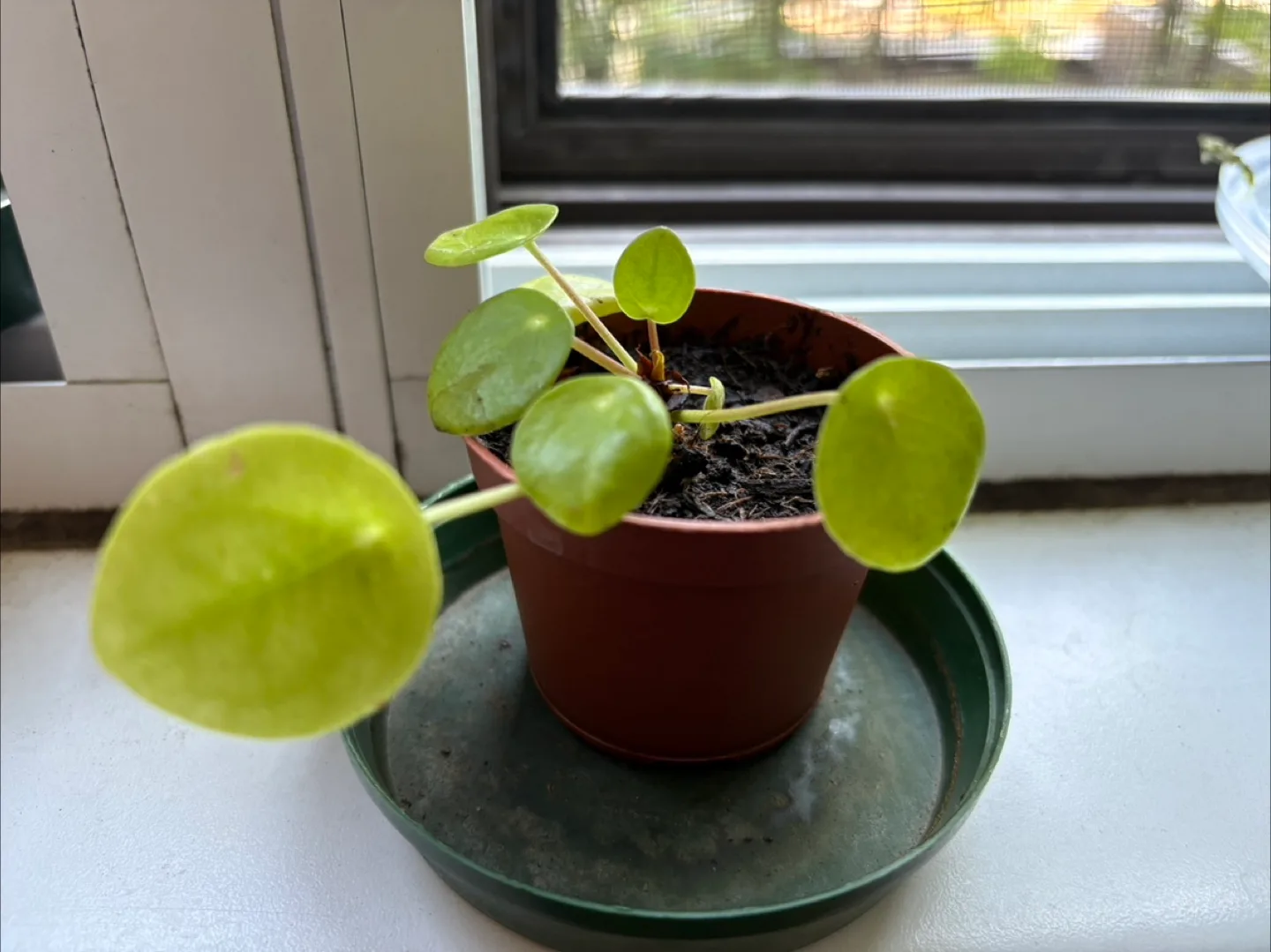 Pilea peperomioides Plant in a starter pot thumbnail