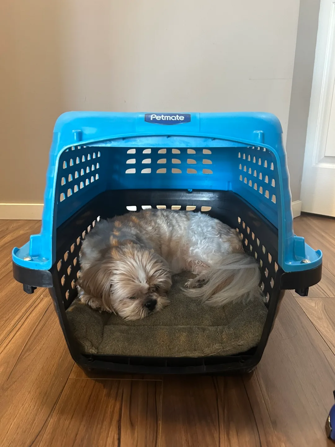 Petmate Pet Carrier - Blue image indicator(6)