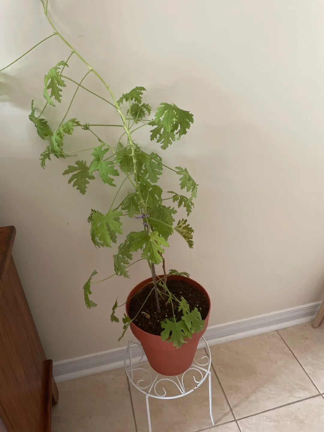 Arbaroriza  Plant with stand included thumbnail