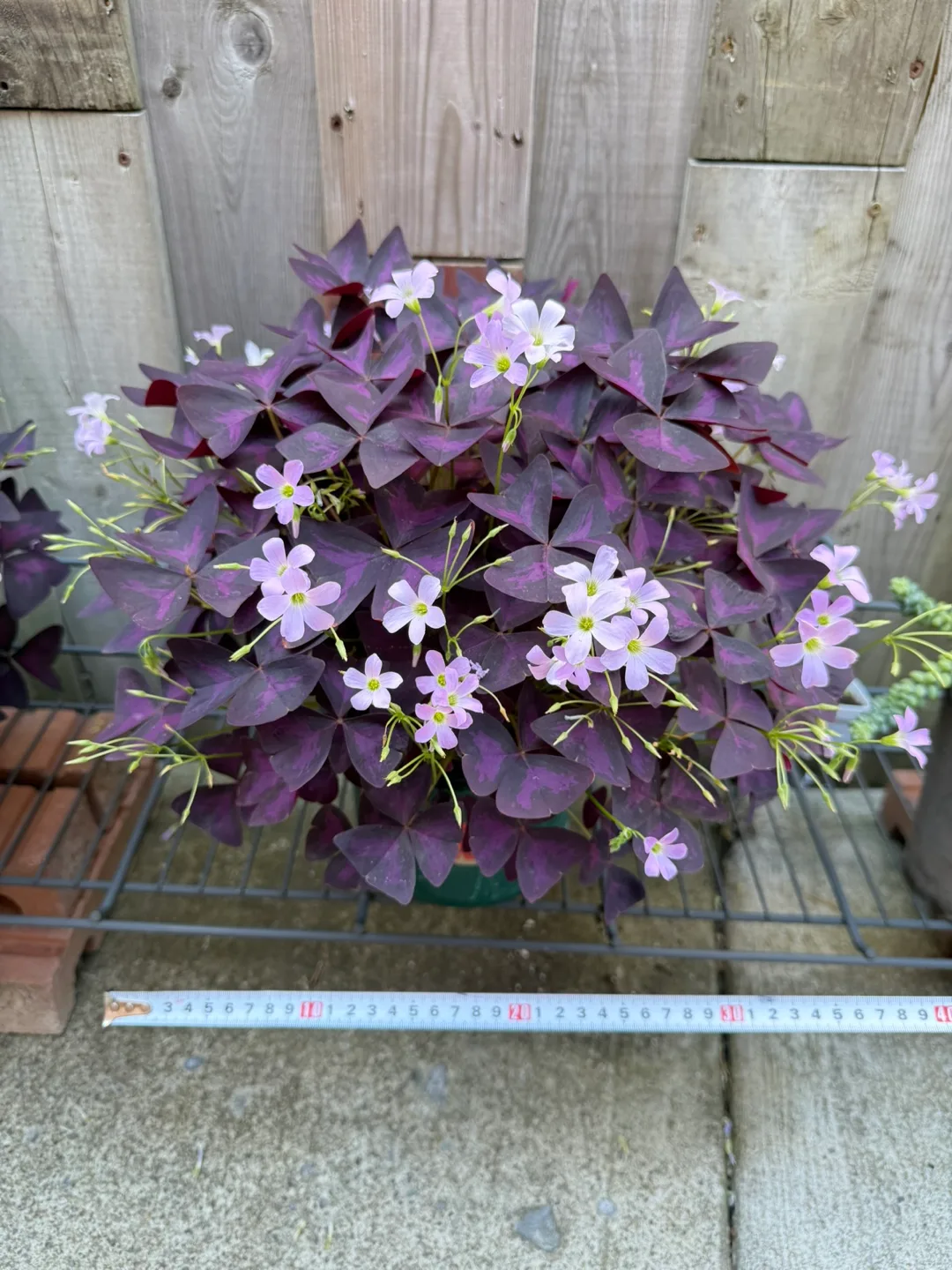 Butterfly Plant thumbnail