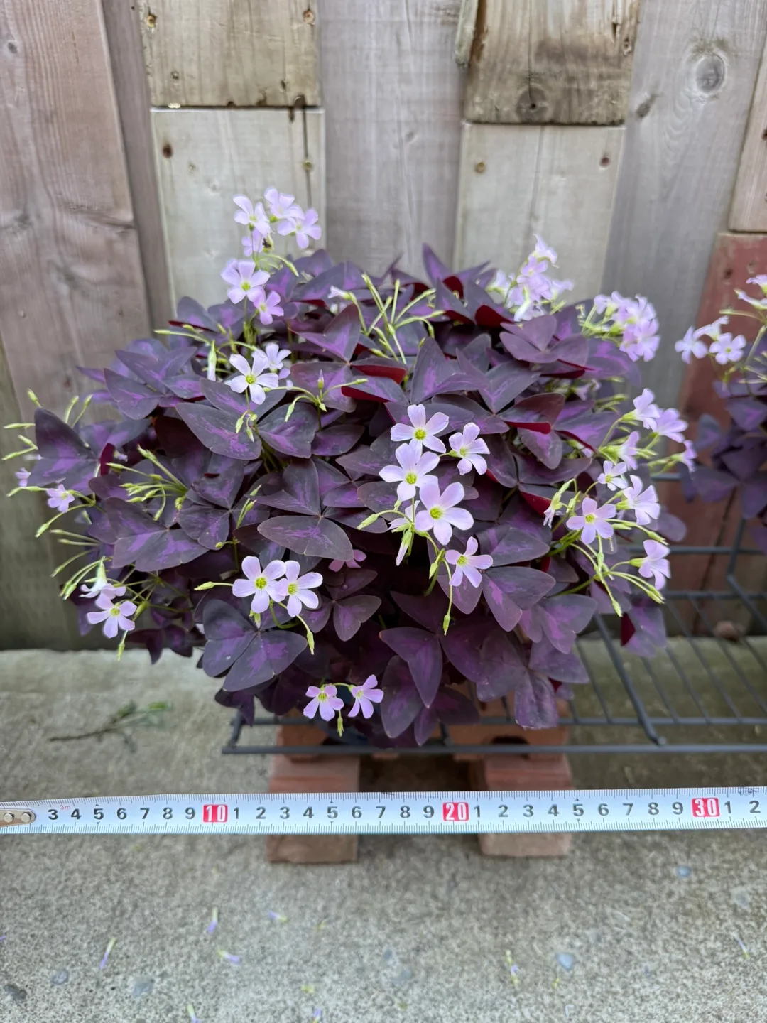 Purple Shamrock Plant thumbnail