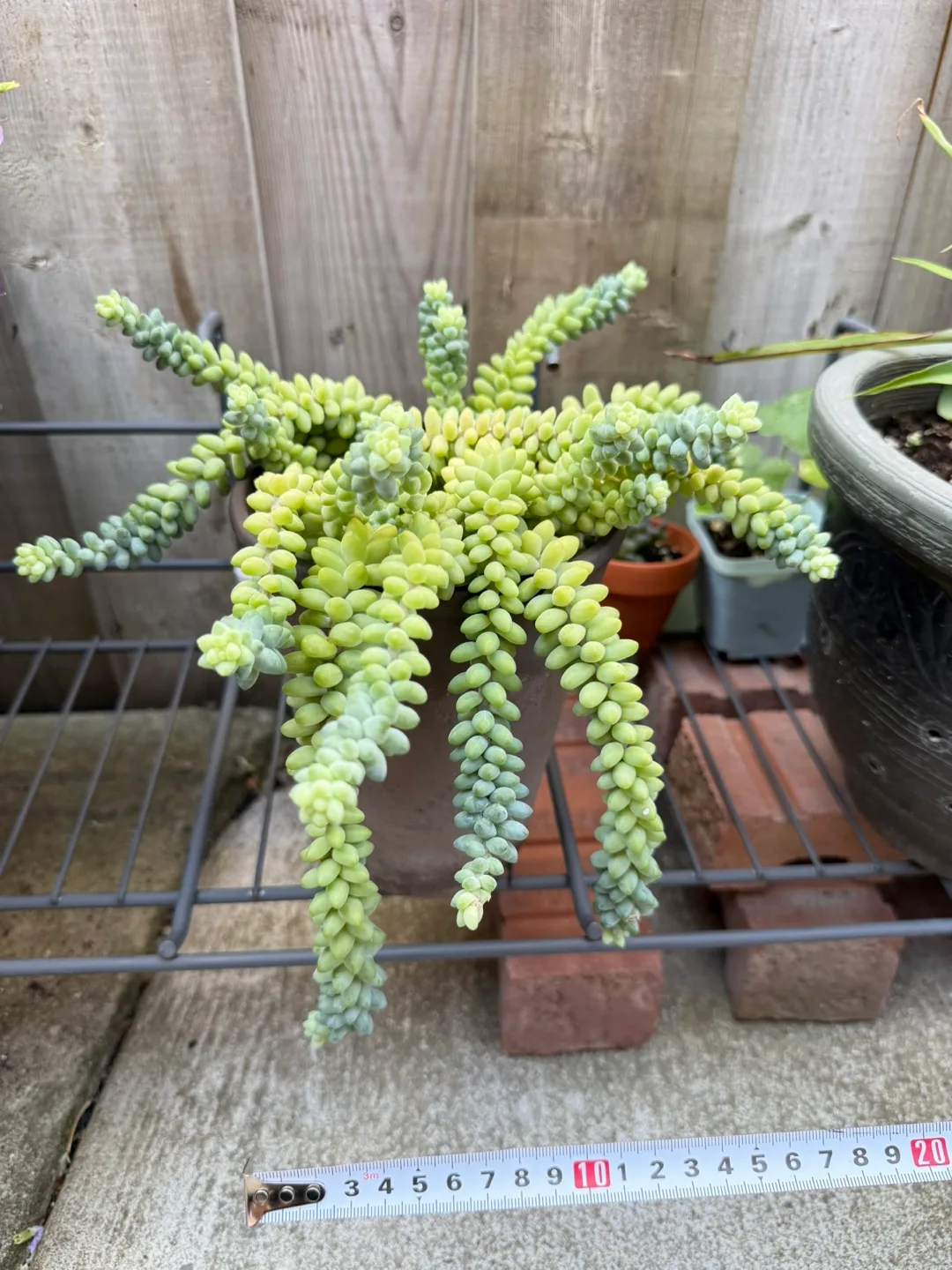 Donkey's Tail Succulent Plant thumbnail