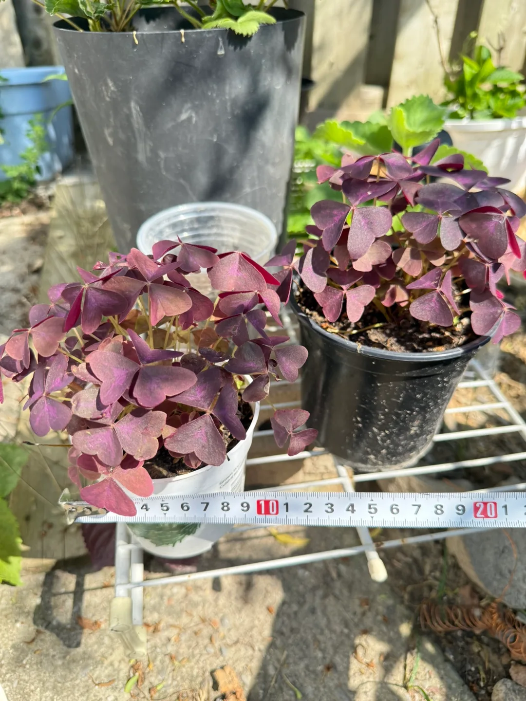 Oxalis Triangularis Plant thumbnail