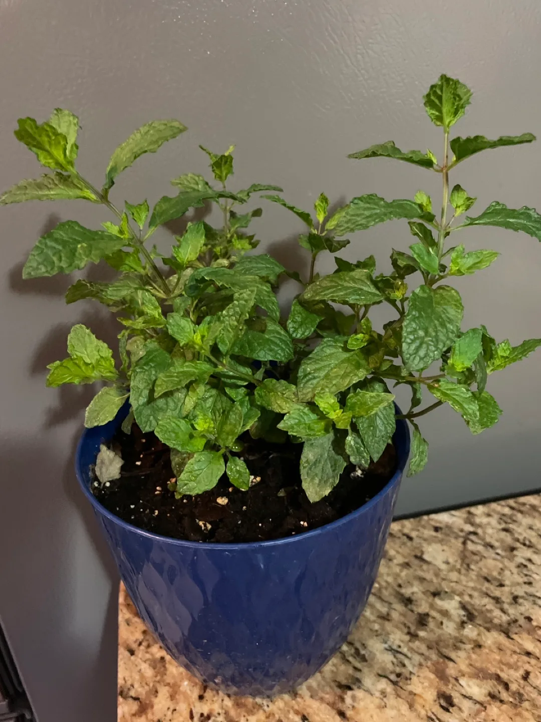 Potted fresh Mint Plant thumbnail