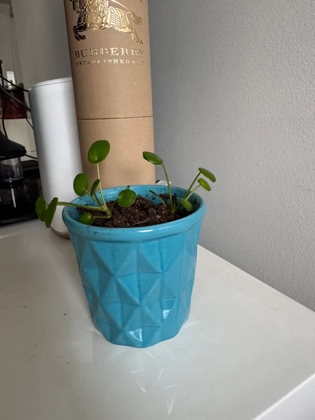 Pilea (Money Plant) Plant in Blue Pot thumbnail