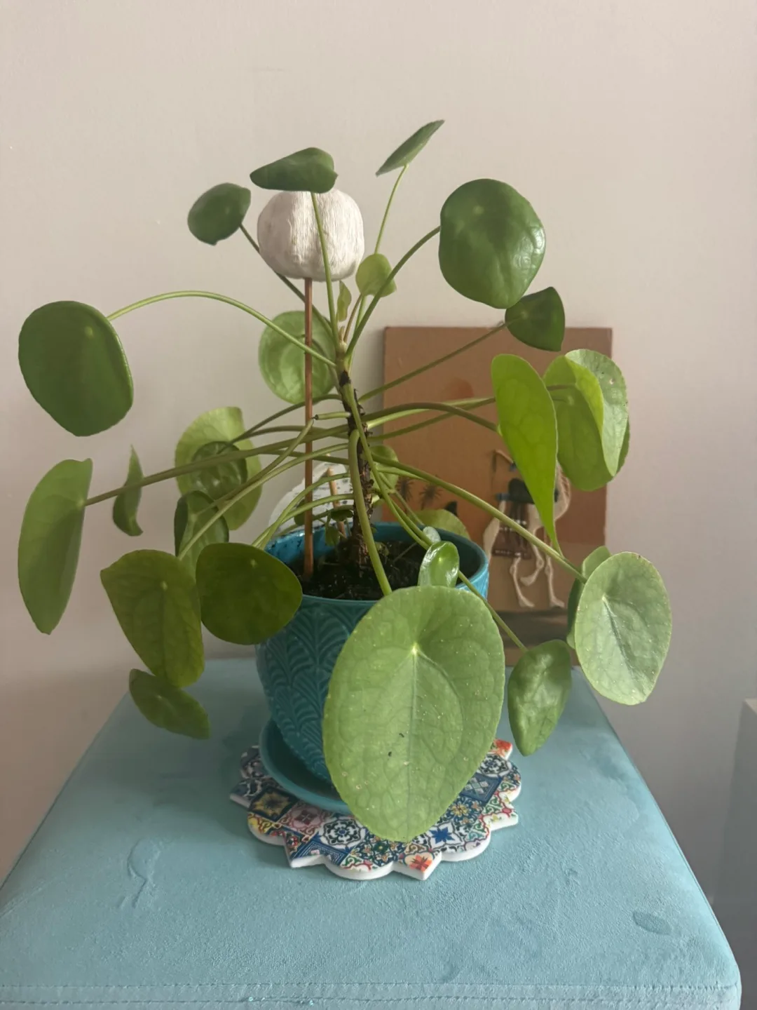 Pilea Money Plant plant in blue pot (medium) thumbnail