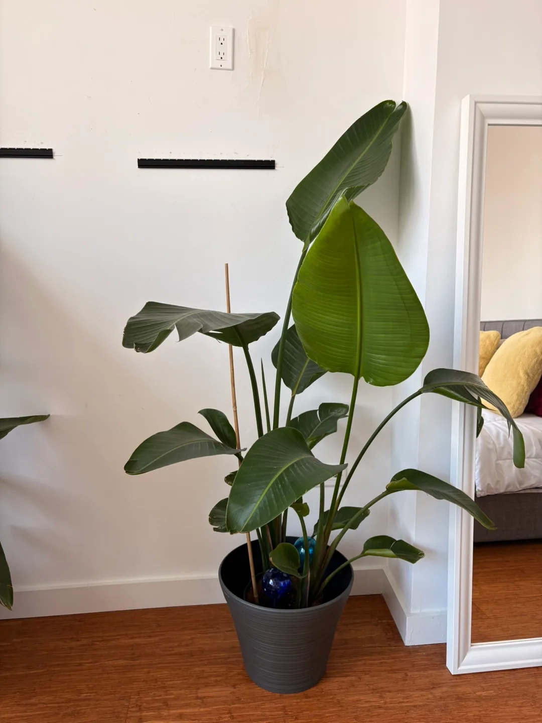 5 BIRD OF PARADISE PLANTS/$100 thumbnail