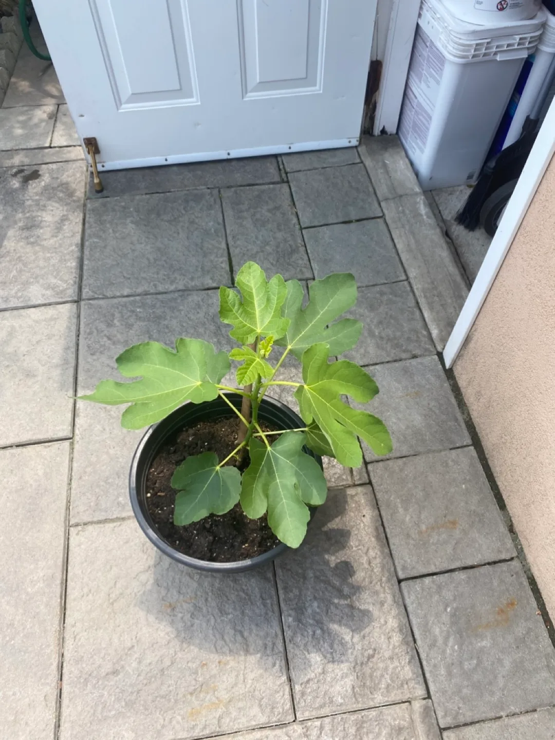Fig Tree Plant thumbnail