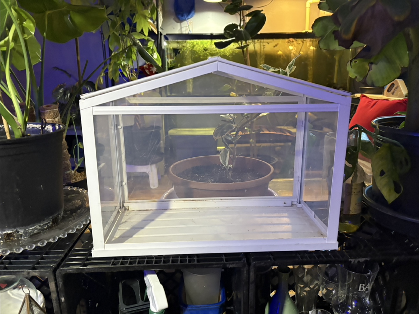 IKEA indoor greenhouse - photo 3