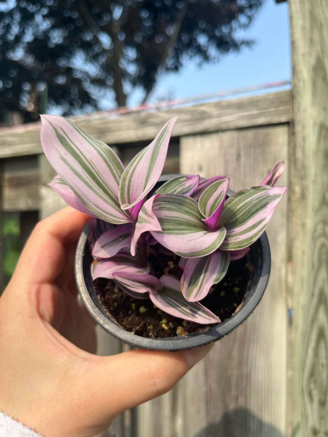 Tradescantia Nanouk Plant thumbnail
