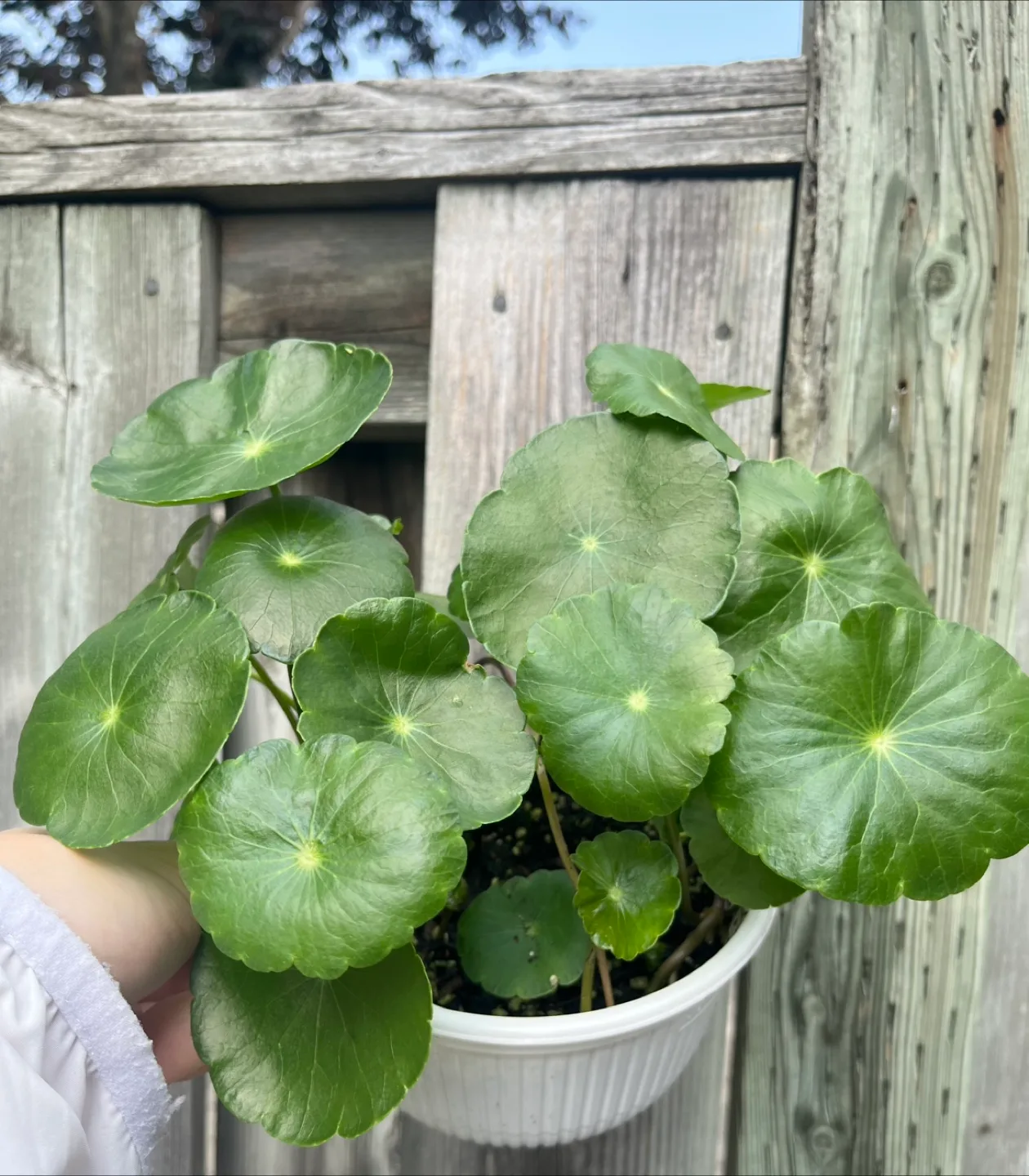 Marsh Pennywort/Chinese money plant thumbnail
