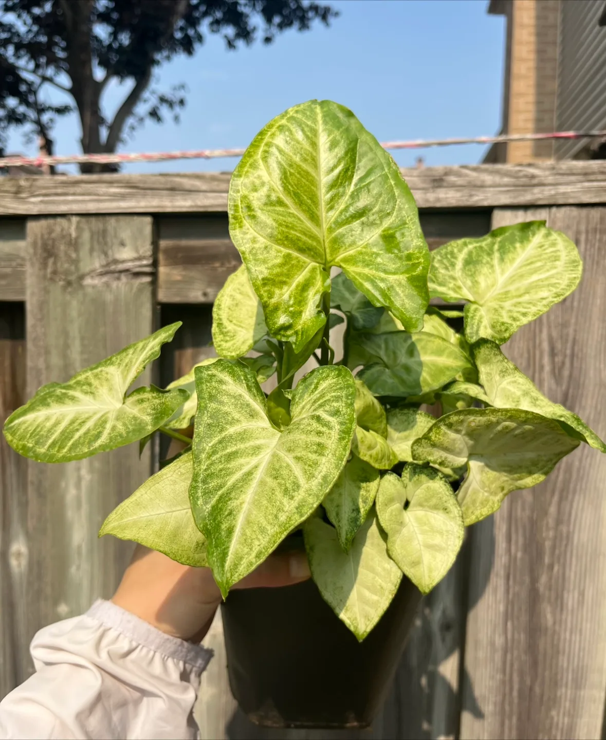 Syngonium Plant in 6” pot thumbnail