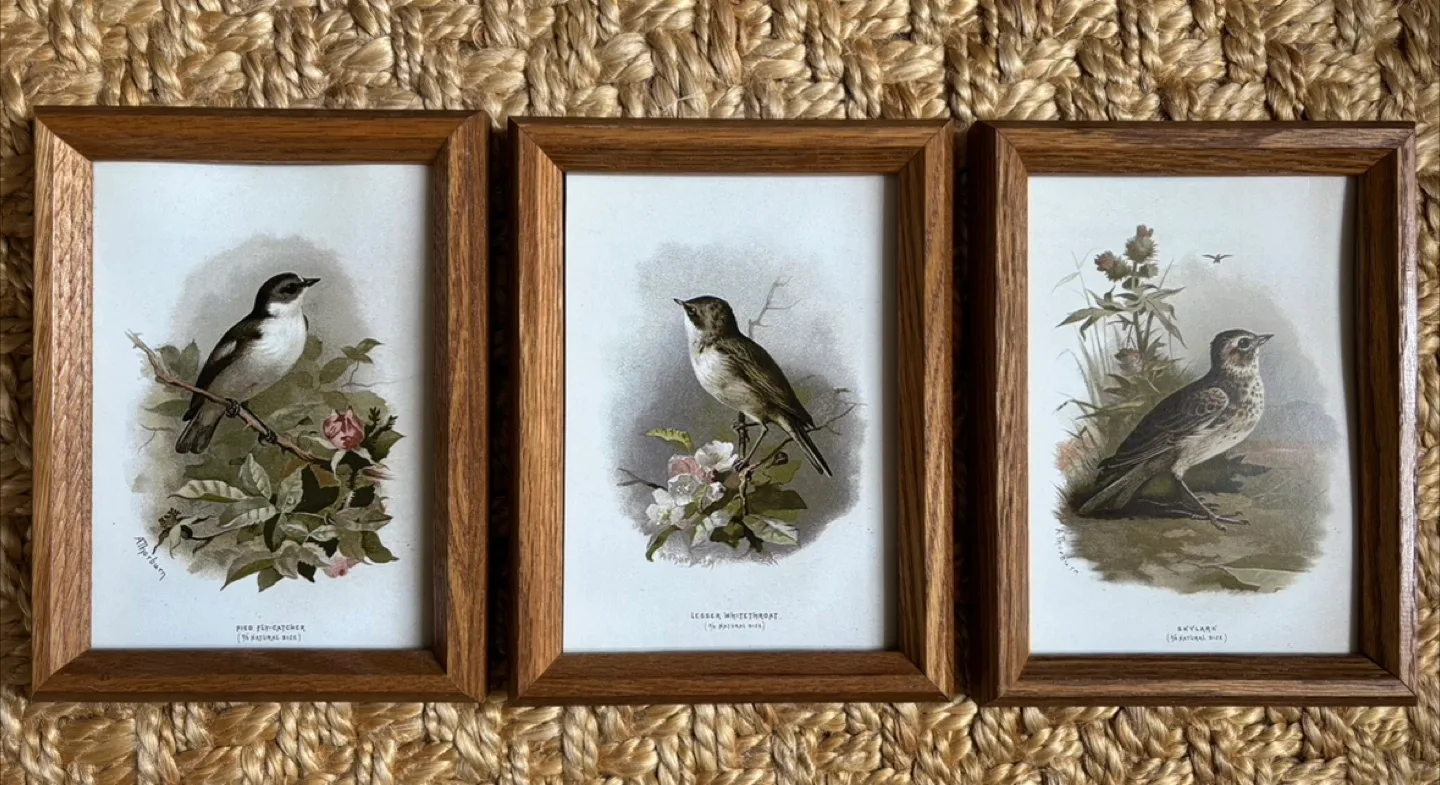 Vintage Framed Bird Prints - Set of 3 thumbnail